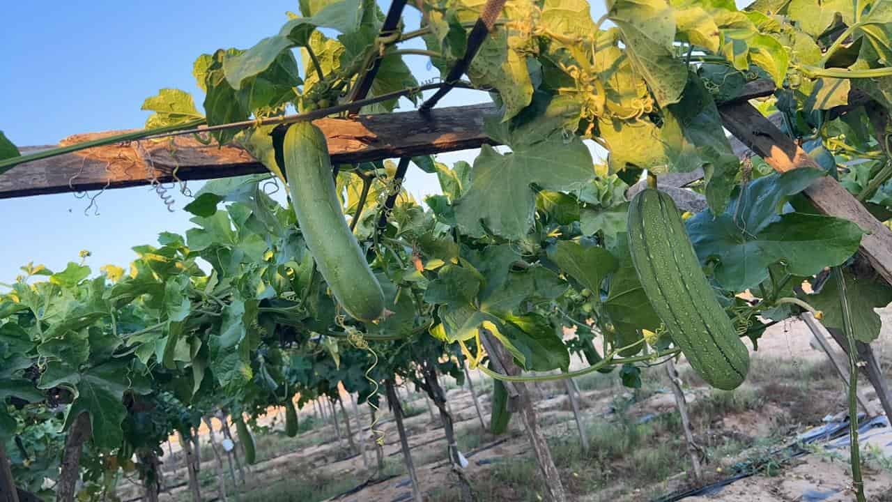 Organic Egyptian loofah fields used for EG LUFFA wholesale production