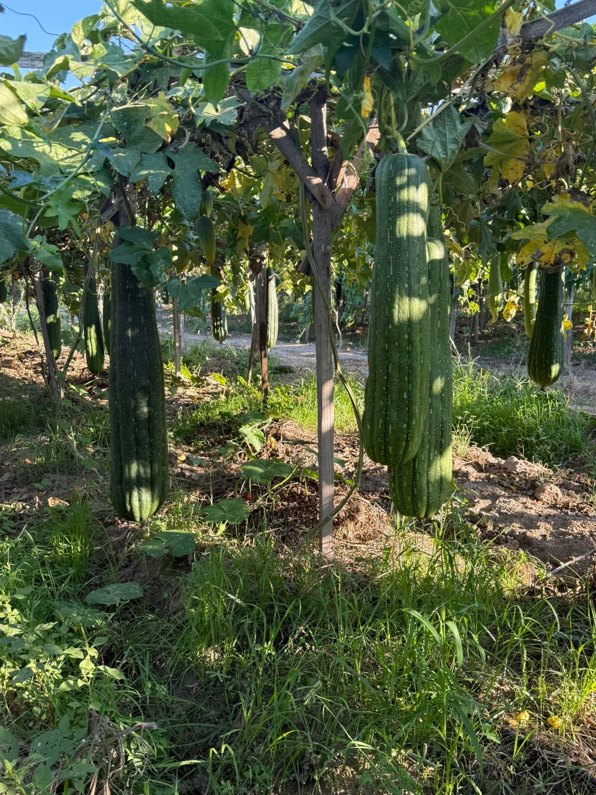 Egyptian organic loofah grown by the artisans on the EG LUFFA farm